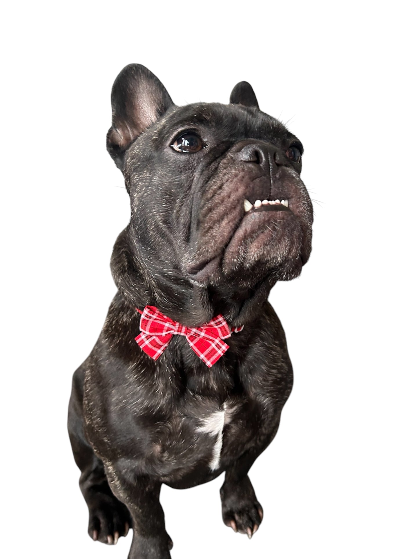 Plaid Dog Bow Tie