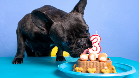 Our Top Five Tips for a Pawfect Puppy Birthday Party