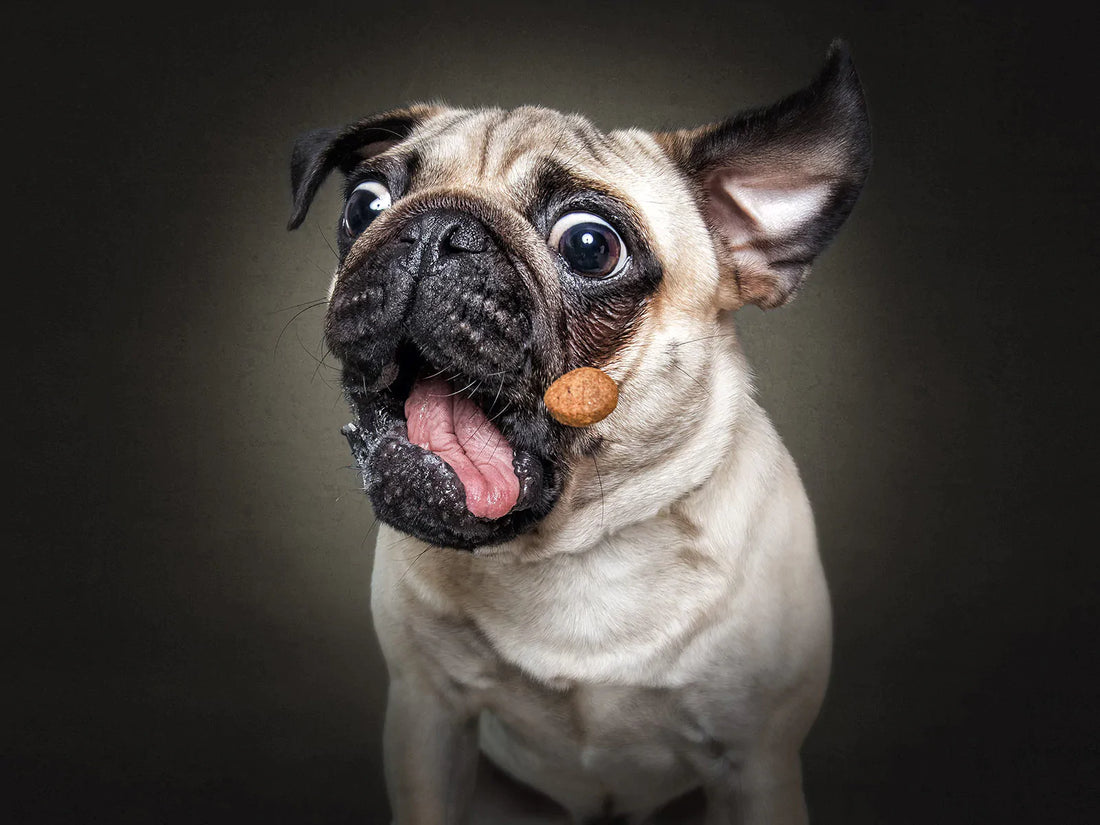 Why is it so important to have healthy treats to give to your dog? thepawfectpatisserie