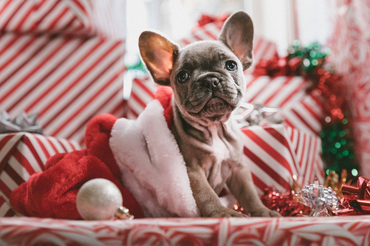 🎄Dog Christmas Gifts