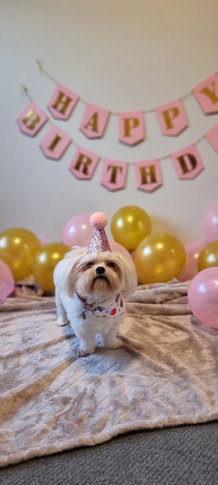 Dog Birthday Ideas