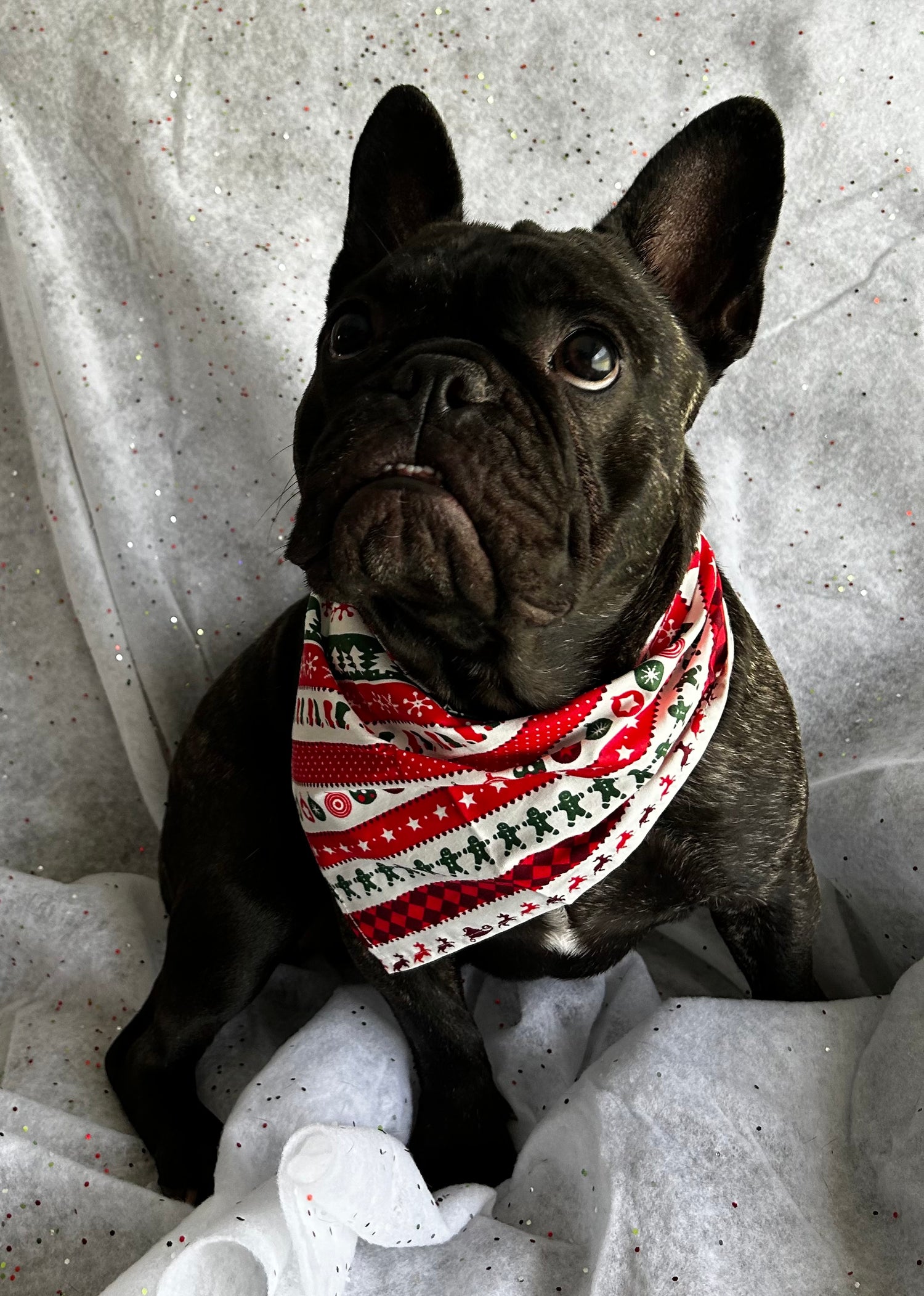 Christmas Bandana - thepawfectpatisserie