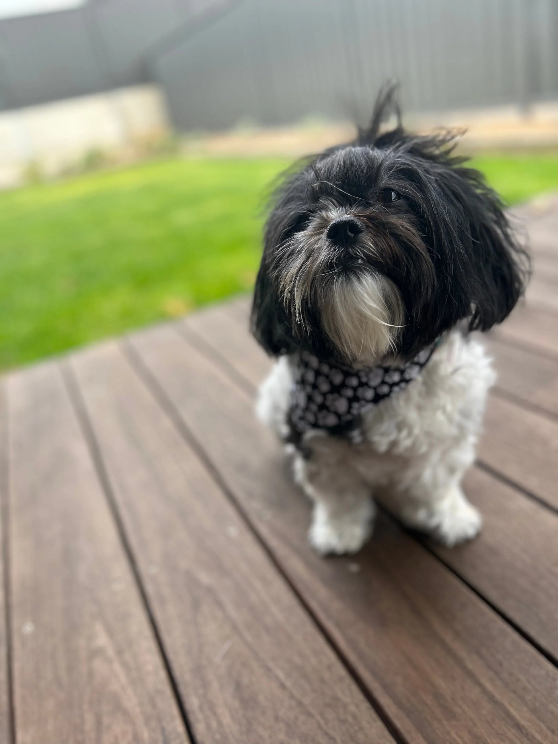 Paw Prints Reversible Bandana thepawfectpatisserie