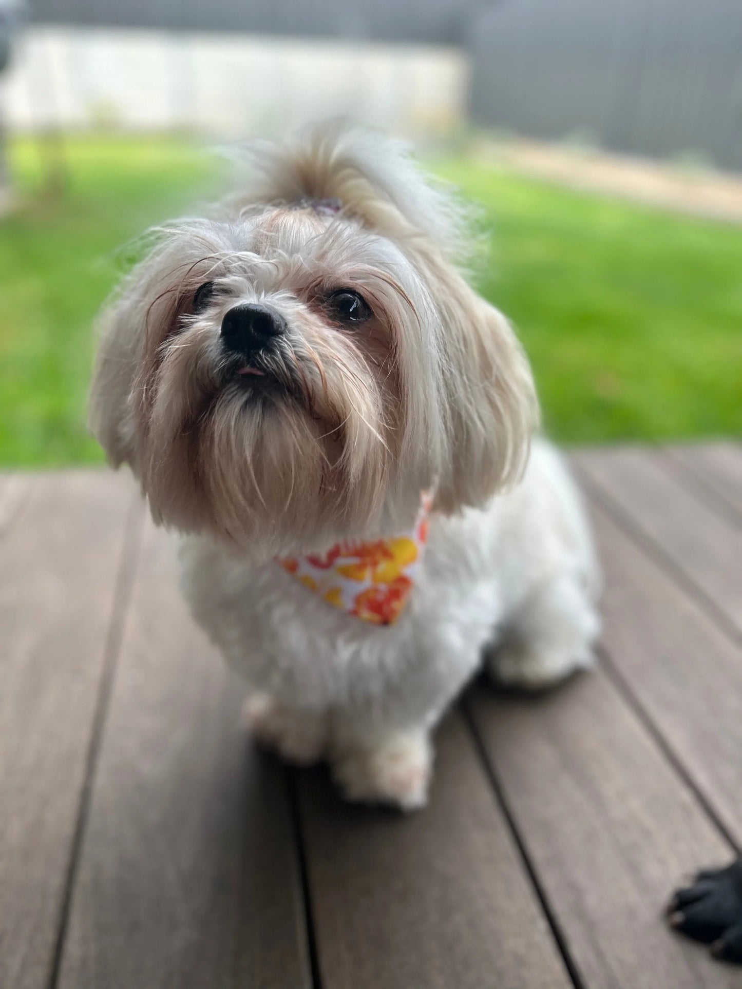 Summer Lovin’ Reversible Bandana thepawfectpatisserie